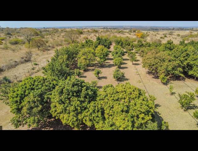 FARM FOR SALE IN BULTFONTEIN A H